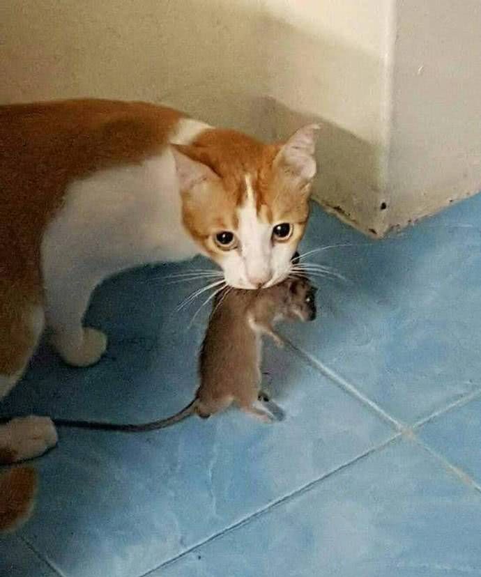 居然会看监控抓老鼠,主人看呆了,老鼠还一脸懵