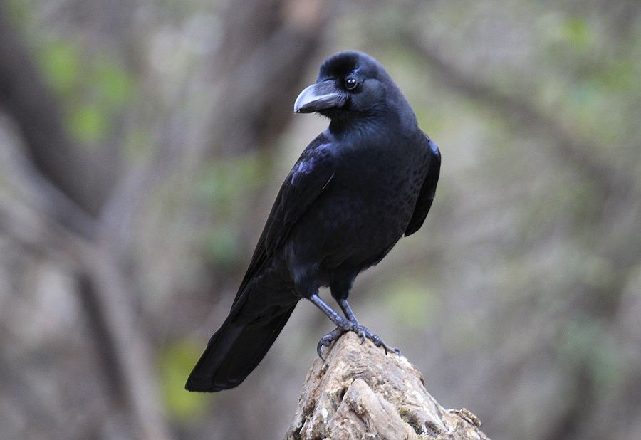 这种鸟在野外已灭绝,人工饲养的数量只剩30只,人类或需反思