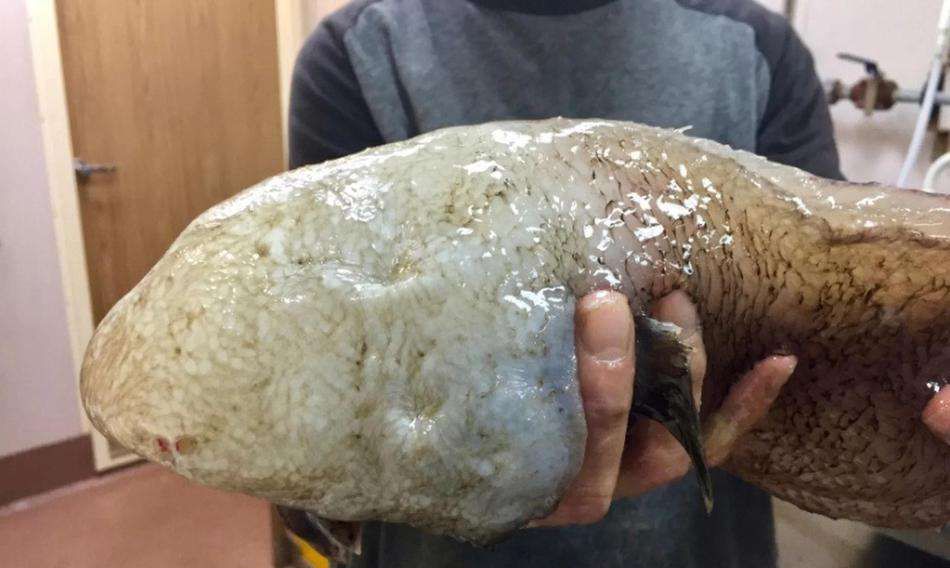 奇丑无比的"无脸鱼",只在澳大利亚海域才有,属于深海鱼!