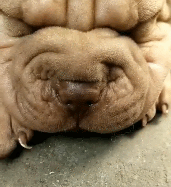 狗子:麻麻,快看鼻子上有两个泡泡,网友:我还以为你是个蛋糕呢