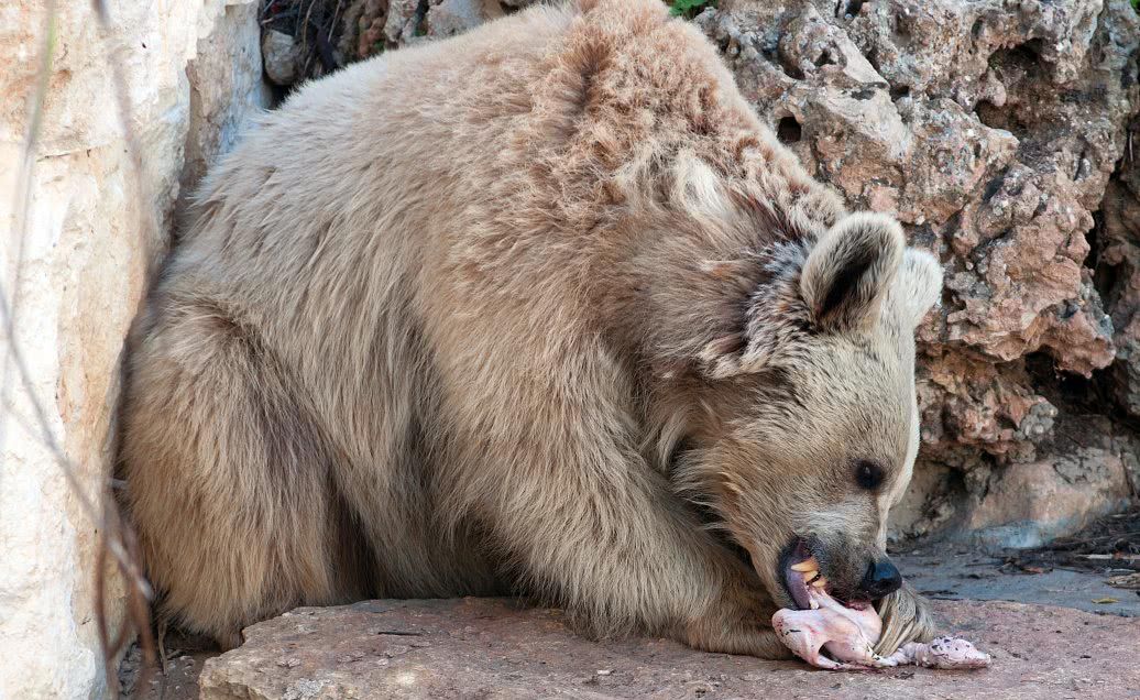 可能在它的眼里,人也是一顿美餐,所以一般人基本上是不敢靠近棕熊的.
