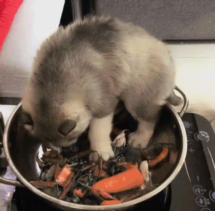 主人把小哈士奇炖了,大料都准备好了,后面的狗妈妈亮了