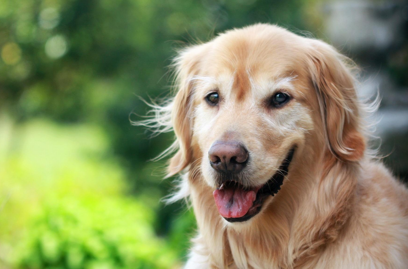 爱笑的狗狗格外招人喜欢?这四种狗狗的笑容一个比一个治愈人心!