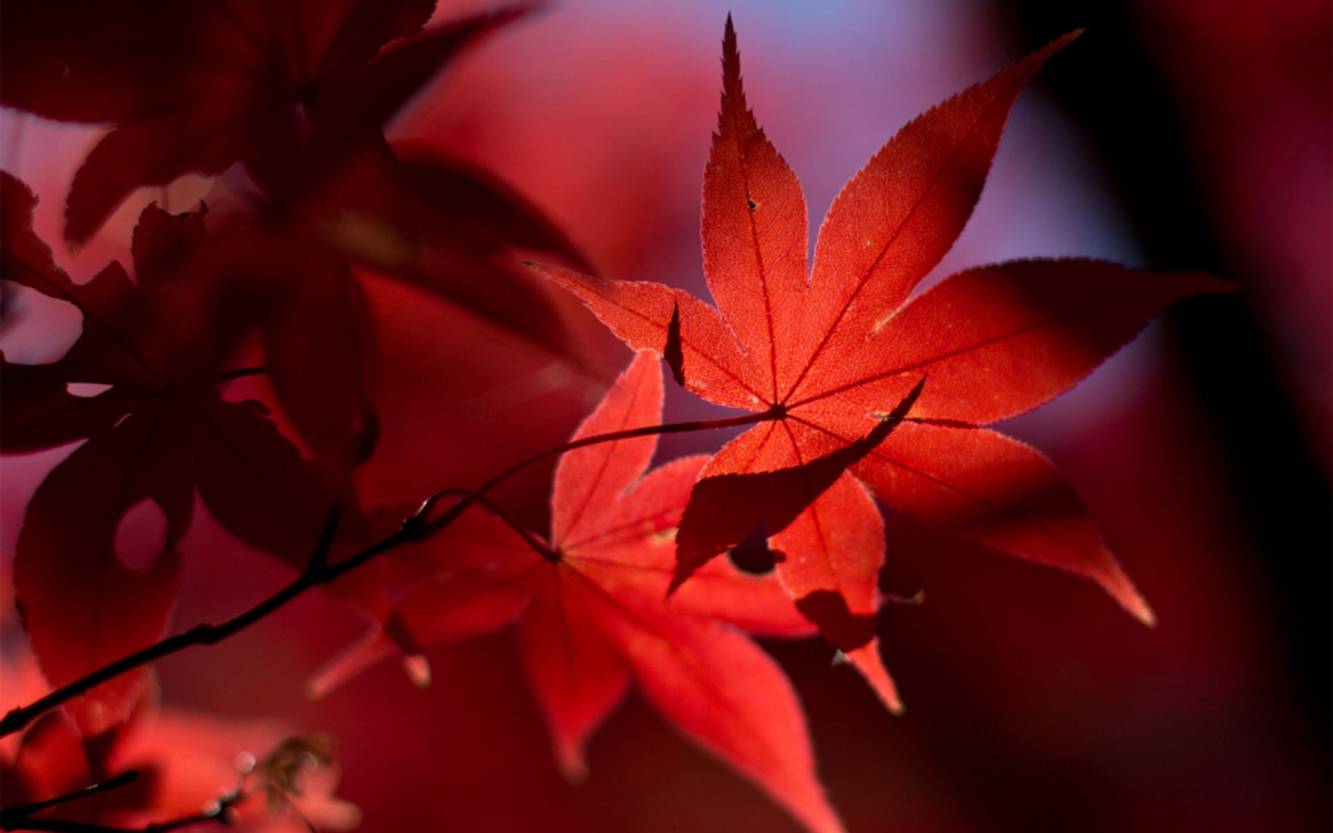 9月下旬运势攀升运势大红大紫钞票堆成山的3生肖
