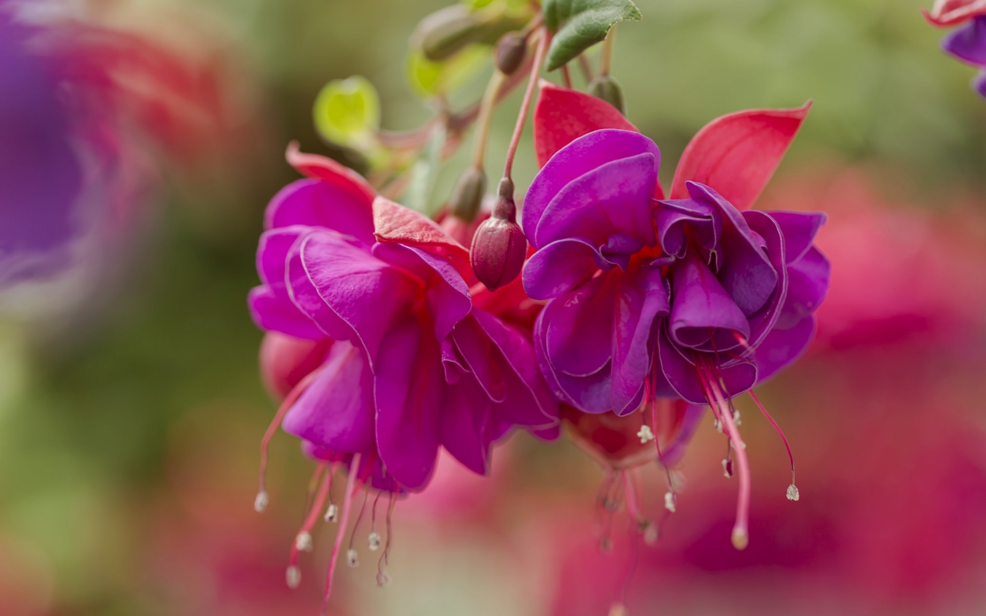 这几种美爆了的花,抓紧养起来,不然后悔!