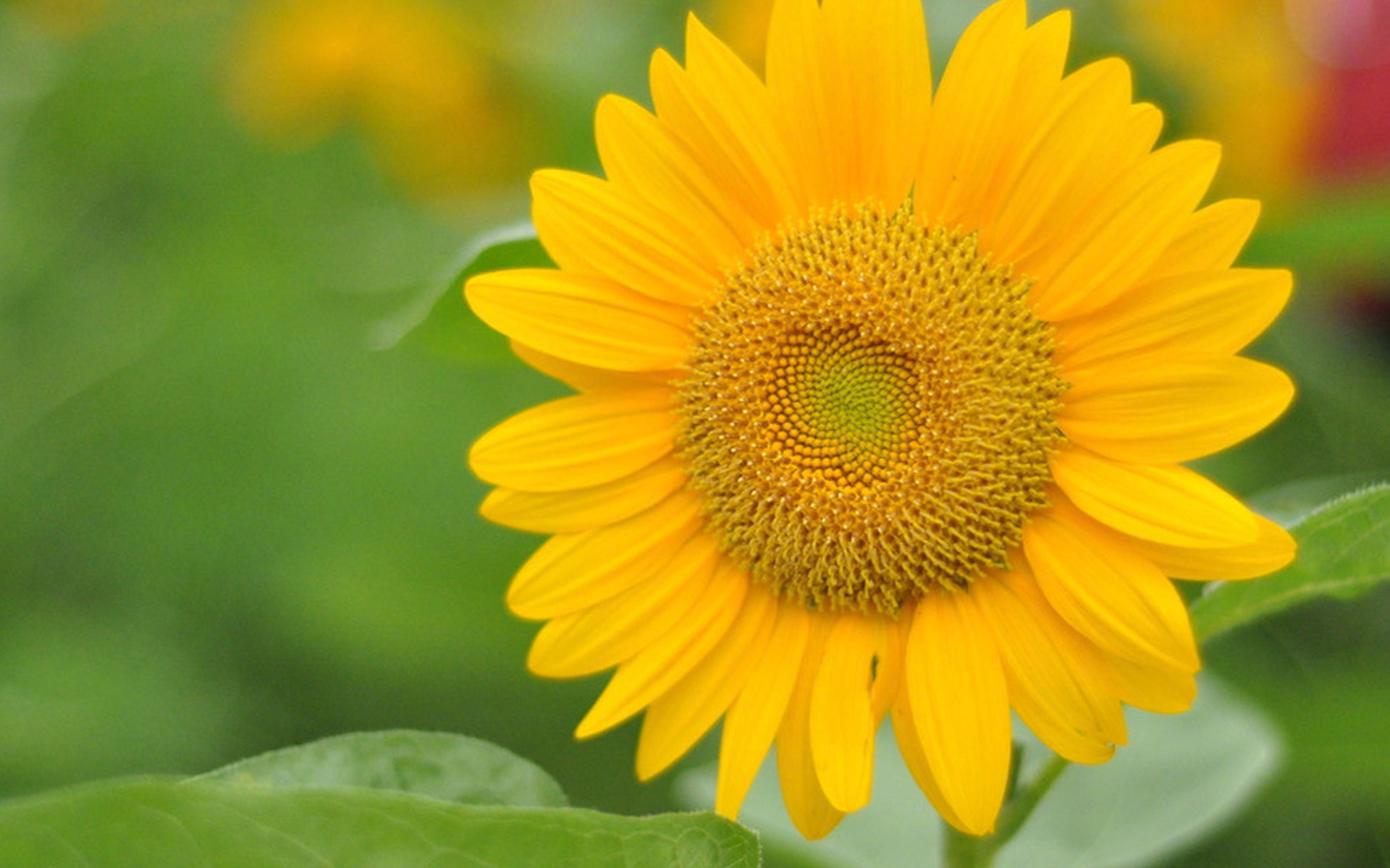 算命的说3大生肖霉运消散11月上旬好运降至运势红得发紫