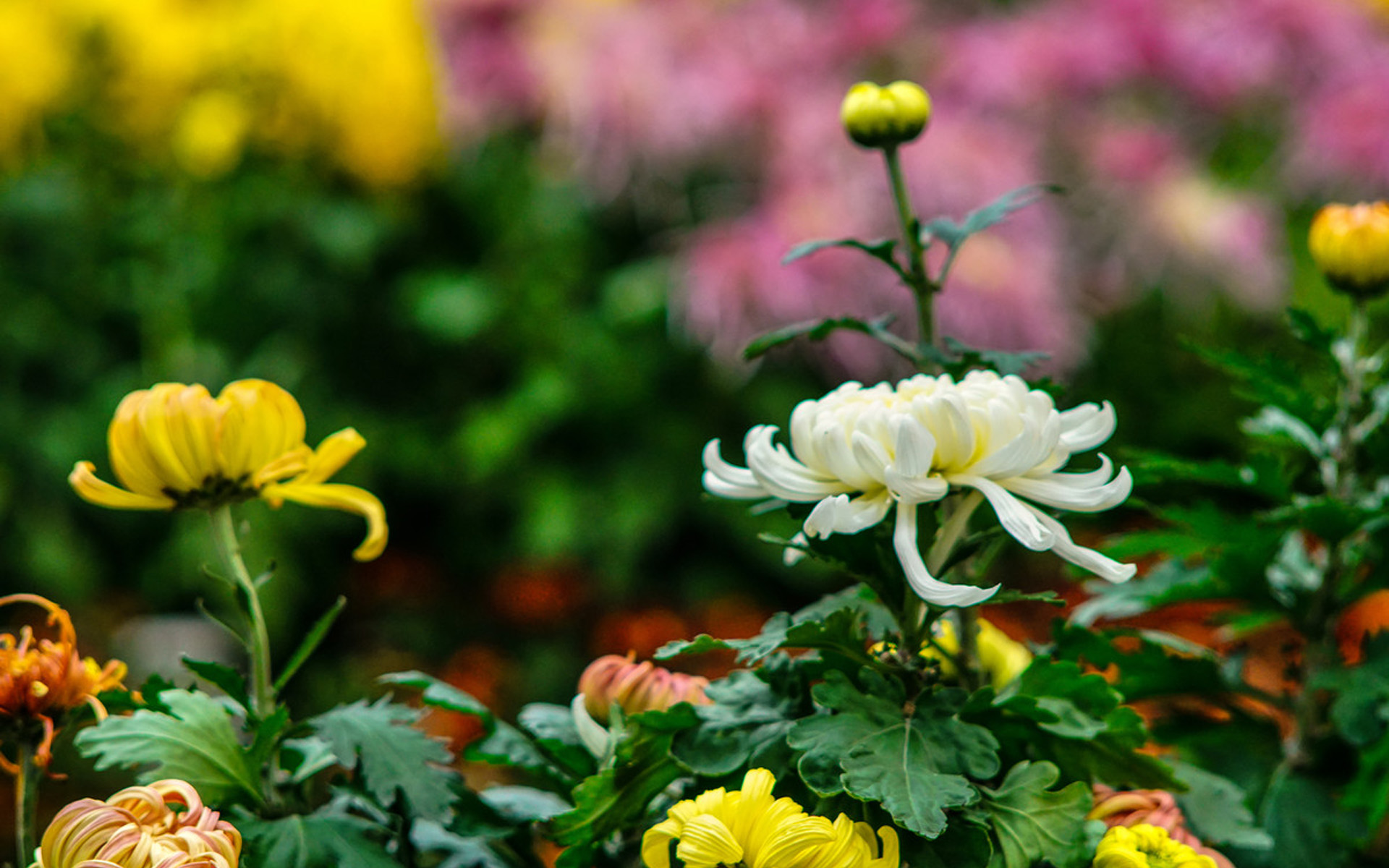 清新唯美菊花微距摄影图片壁纸