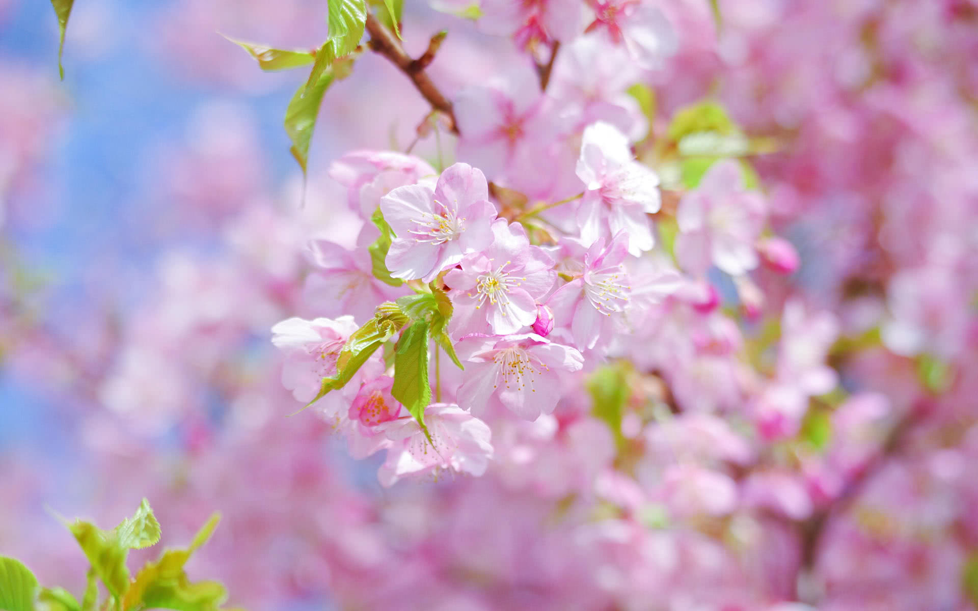 十二星座,4月上旬,桃花运一路高涨的3星座,有望邂逅真爱