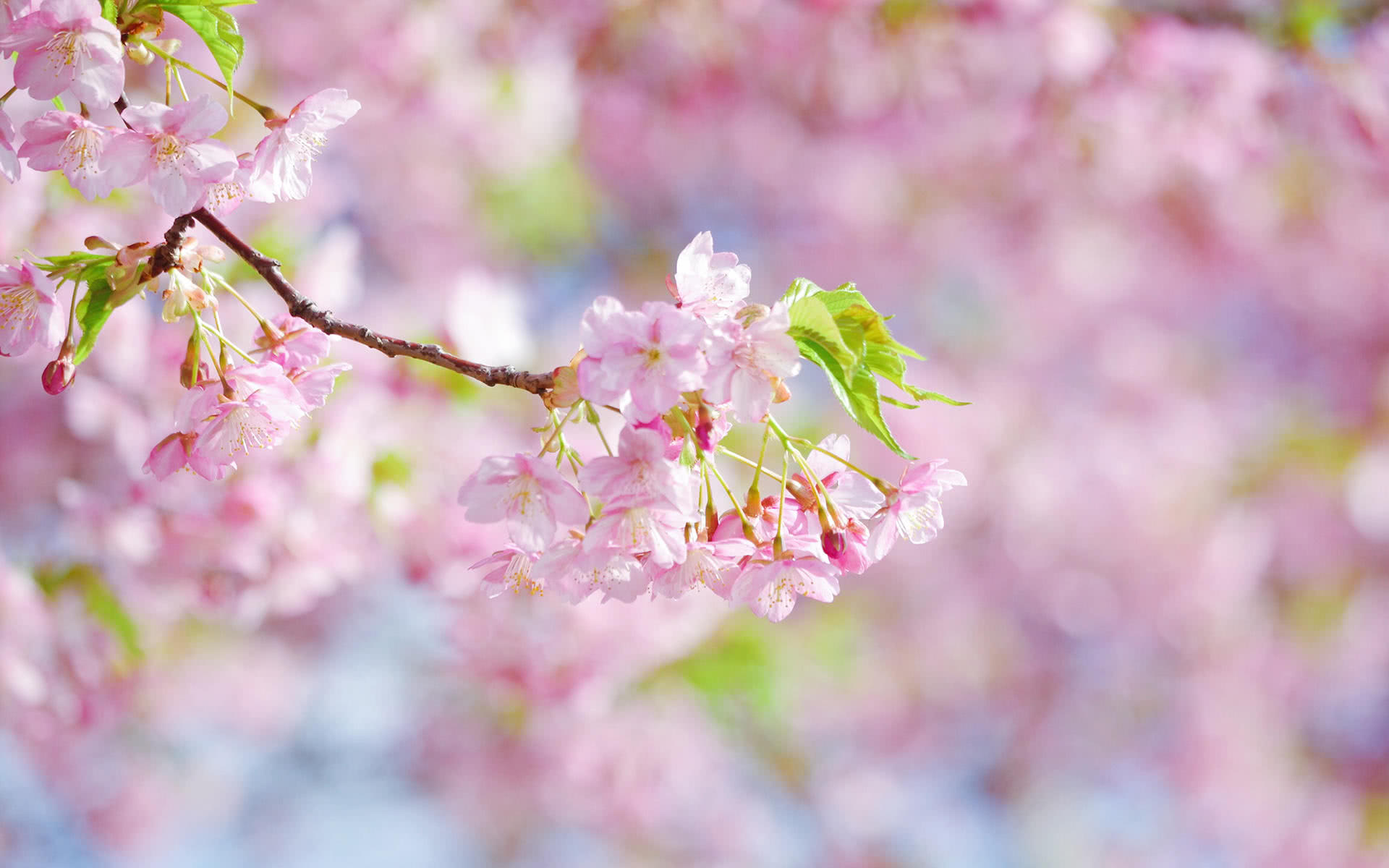 十二星座,4月上旬,桃花运一路高涨的3星座,有望邂逅真爱