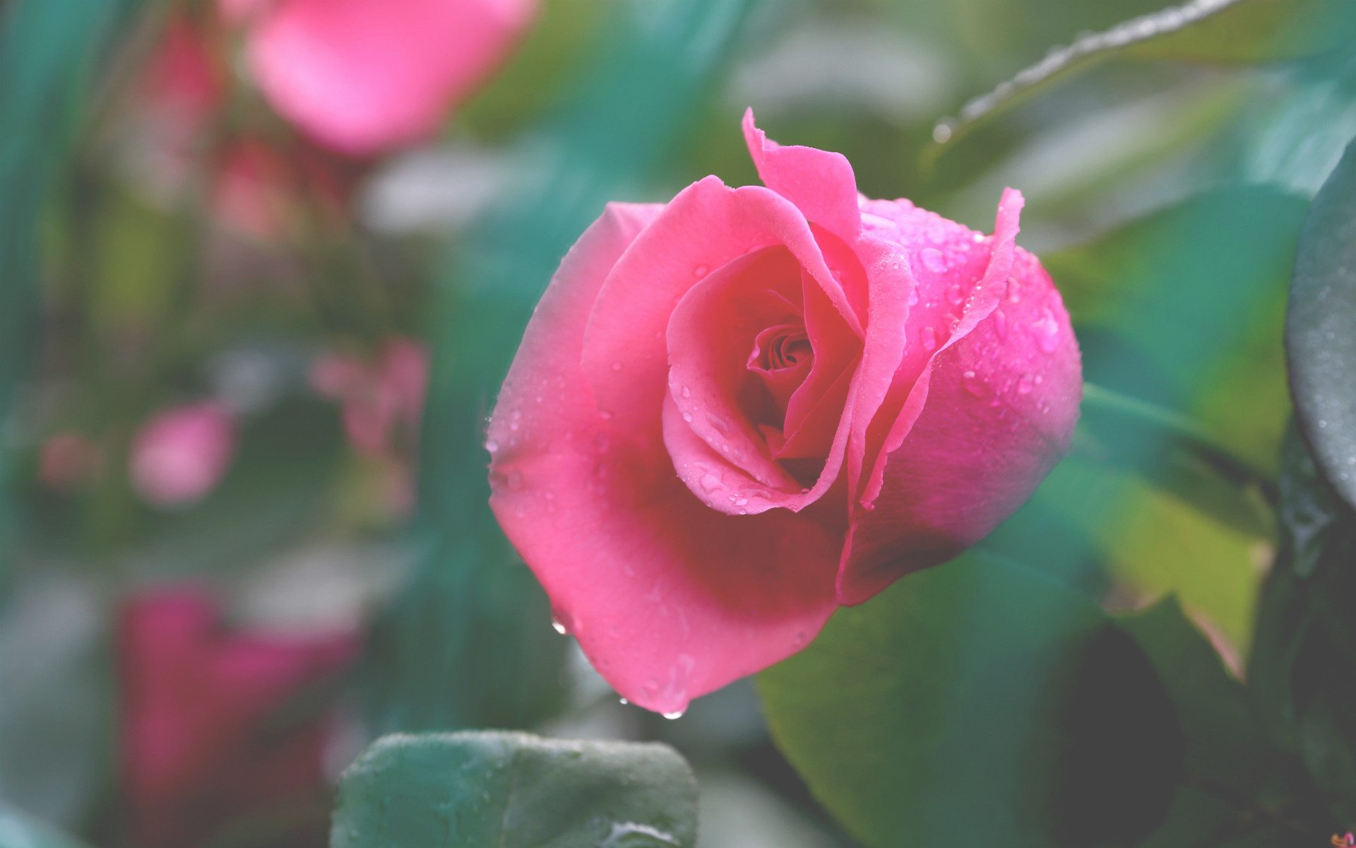 4月下旬,桃花清香,依依垂柳,红娘照拂,爱情手到擒来的星座!