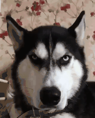听说基因最像狼的犬种不是哈士奇而是另外一种二哈我不服