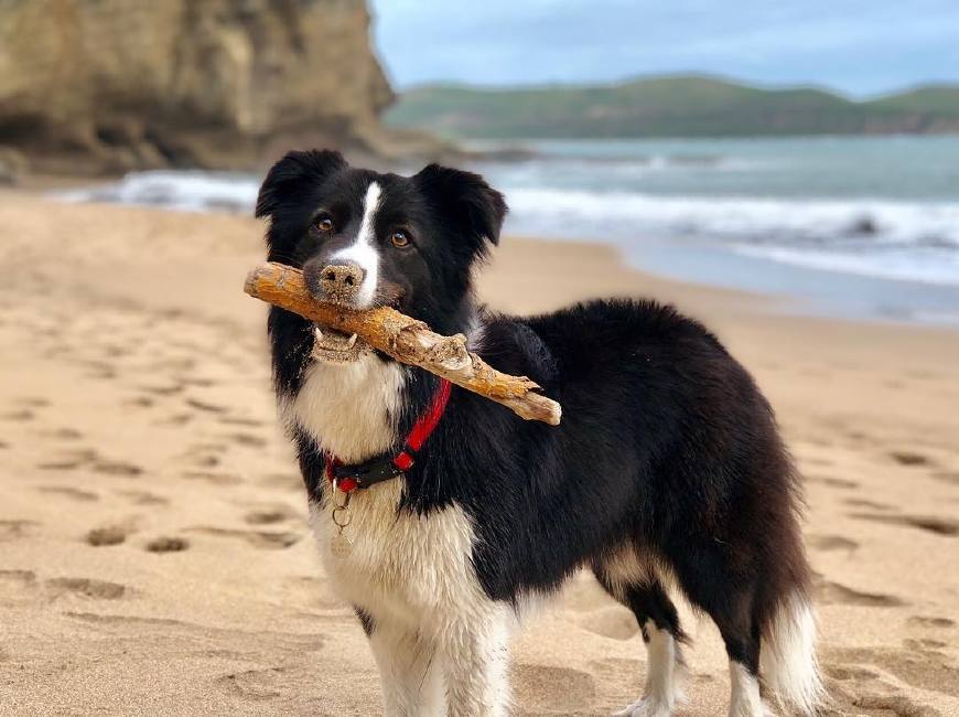 作为狗狗中的智商担当一般人还真养不了边牧容易被狗当成傻子