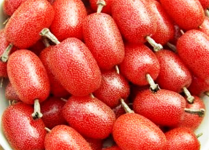 胡颓子这种野果在农村很常见,红彤彤的好看又好吃,你吃过吗?