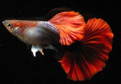 (品系图鉴)红褶扇尾孔雀鱼—巴西扇