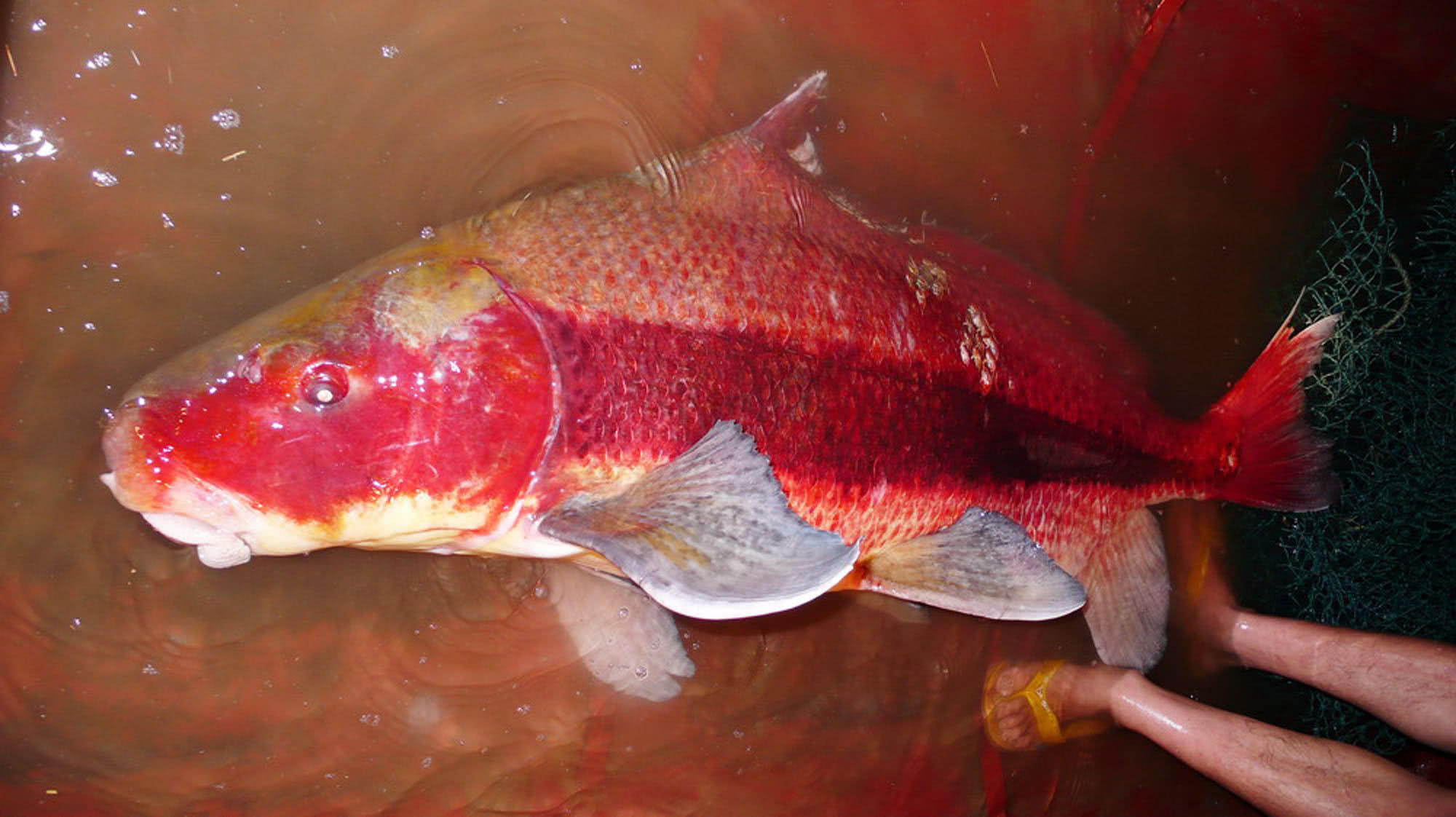 "有鱼名胭脂, 自小生江里. 身着红屡衣, 发悬双带丝".
