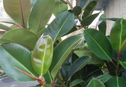 橡皮树是什么植物?以及他有什么特性!还是就是养植方法!