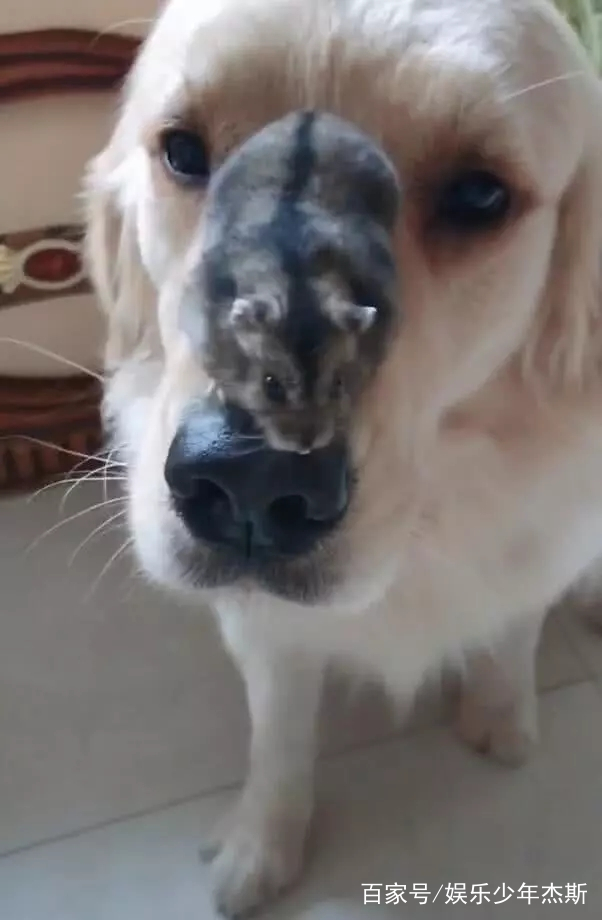 仓鼠爬到狗狗头上,蹬鼻子上脸,主人对狗说:外强中干