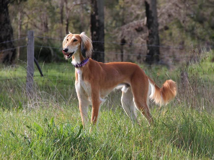五种来自非洲的狗狗最后一种可爱得像团毛球知名度却很低