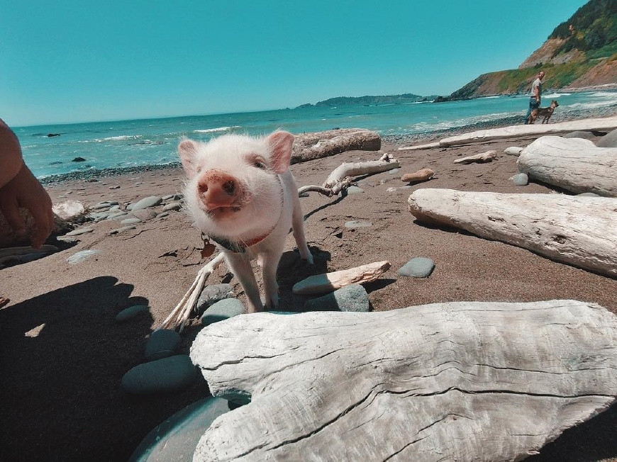 宠物猪看上去憨态可掬还爱卖萌,但是饲养之前一定要做好心理准备