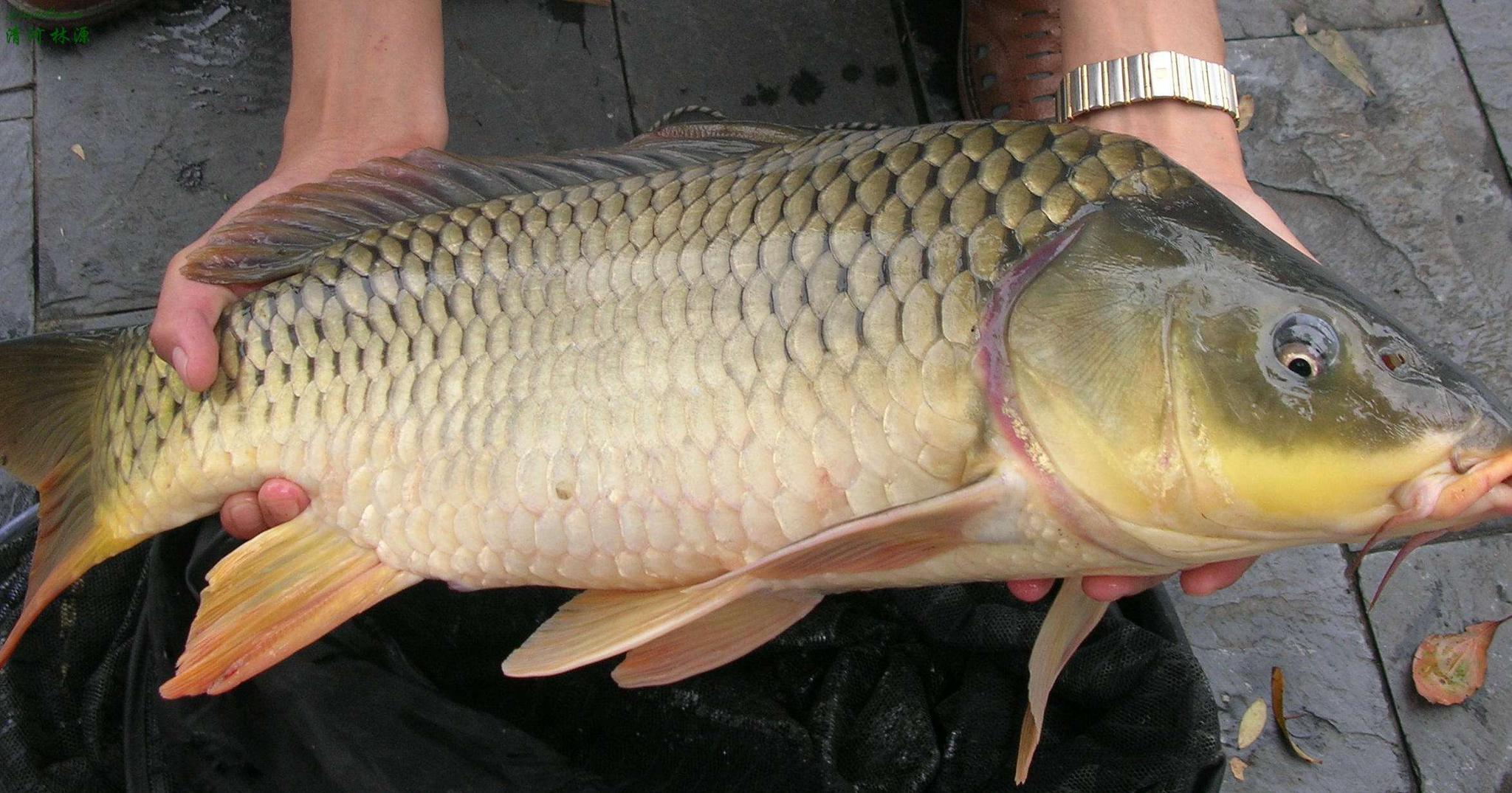 野钓多年才明白:鱼钩上挂这4种东西,野生大鲤鱼看到马上咬钩!