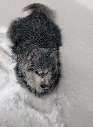 狗狗趴在雪里不回家,主人冷得瑟瑟发抖,阿拉斯加:舒服!