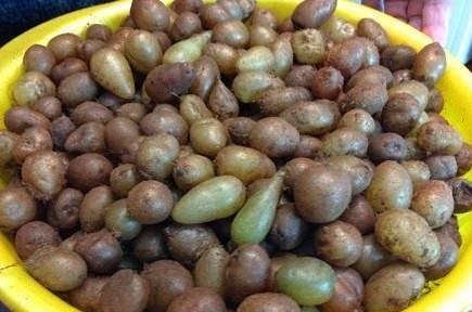 农村地底下的金果子饥荒年代曾当粮食吃是治咳嗽的良药