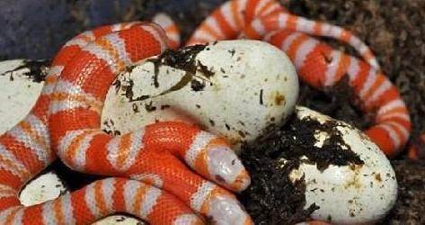 男子在山区捡到一窝蛇蛋兴奋不已,拿回家等蛇孵出来后害怕了!