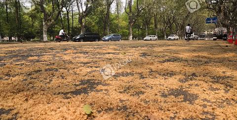 南山路法国梧桐的果毛成灾了满地都是