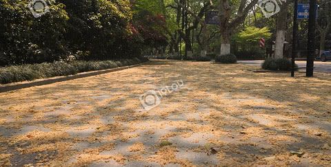 南山路法国梧桐的果毛成灾了满地都是