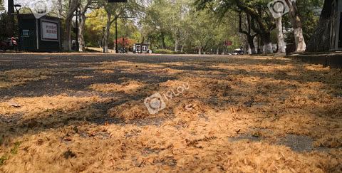 南山路法国梧桐的果毛成灾了满地都是