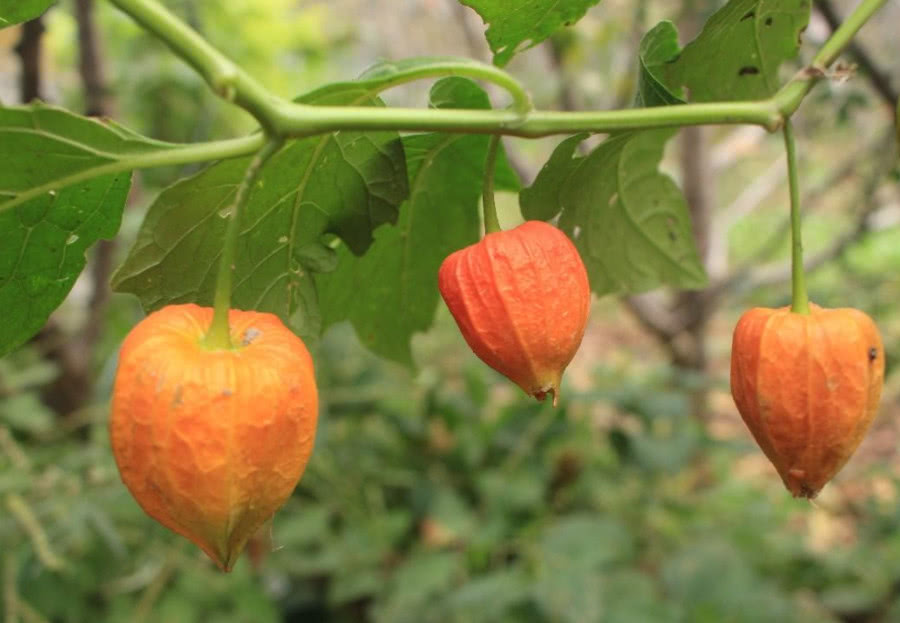 农村这种野果,成熟时似灯笼,农民称它"红姑娘",价值极为珍贵