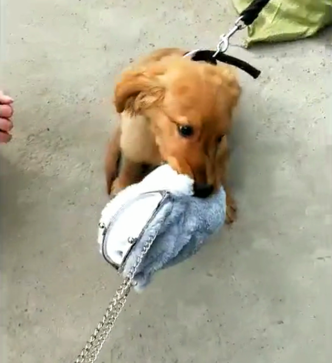 金毛街头看上美女的兔子包,咬着不松口,狗:我咬到的就是我的