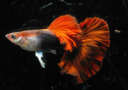(品系图鉴)红褶扇尾孔雀鱼—巴西扇