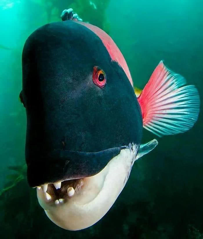 长着人脸的鱼叫什么鱼(长着人脸的鱼叫什么鱼名字)