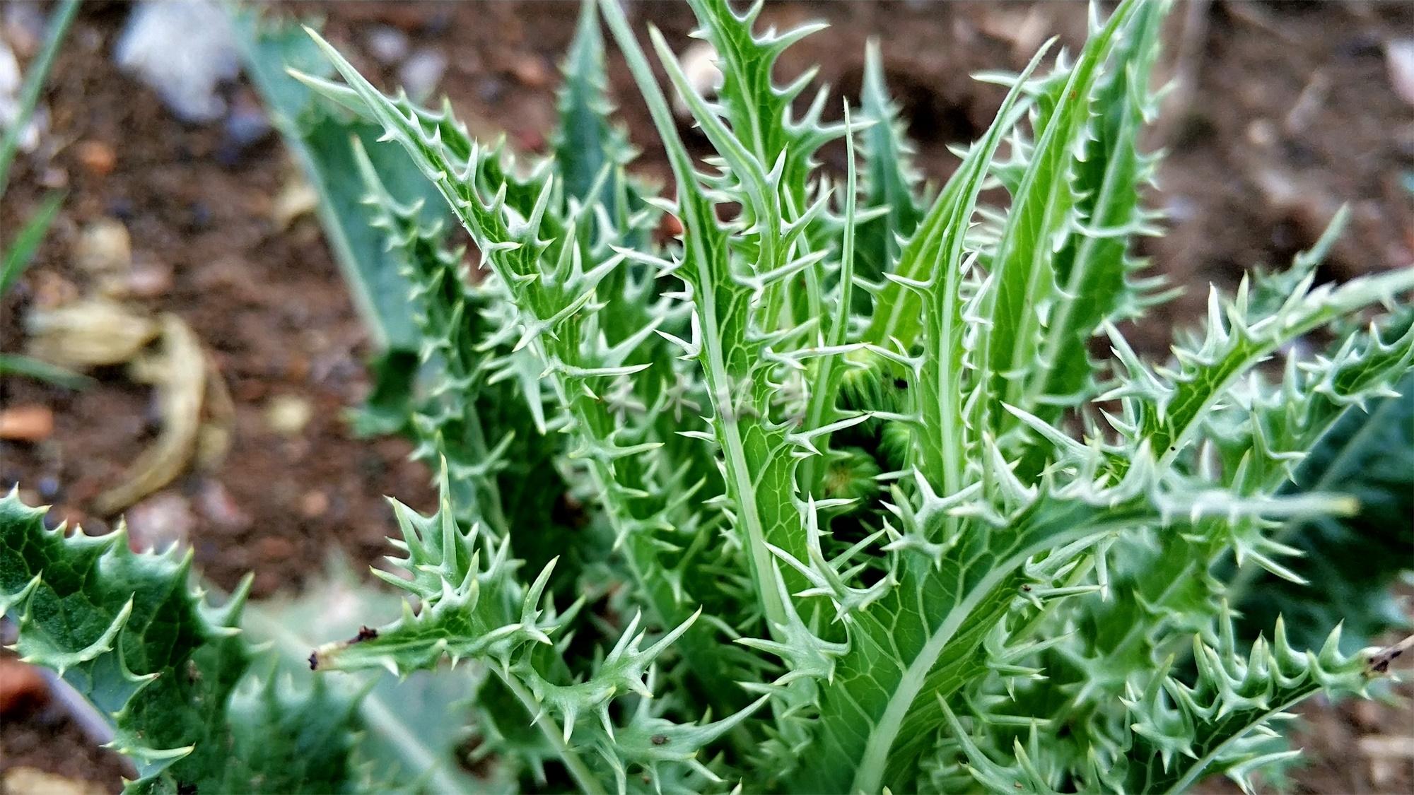 农村这种全身是刺的恶草,农民痛恨不已,如今8元一斤成稀罕野菜