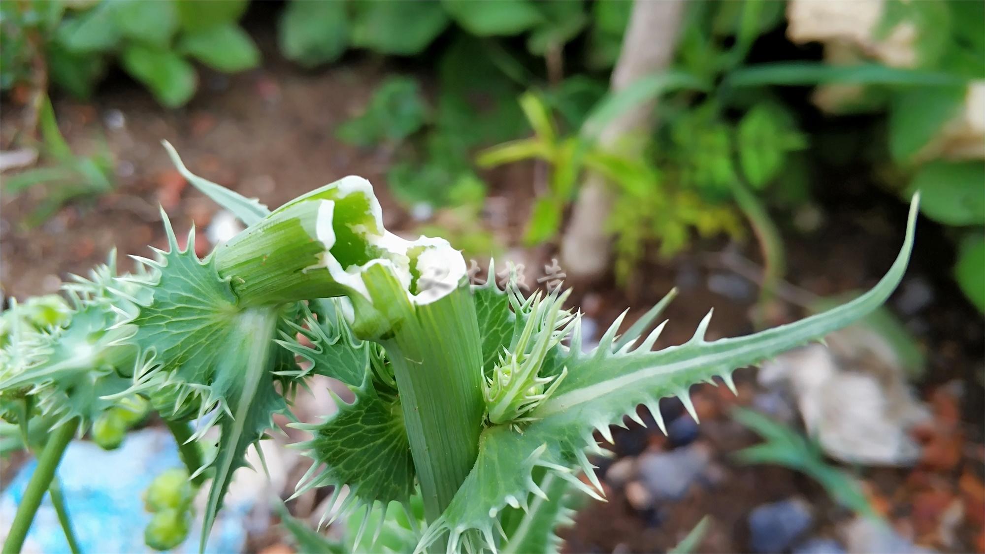 农村这种全身是刺的恶草,农民痛恨不已,如今8元一斤成稀罕野菜