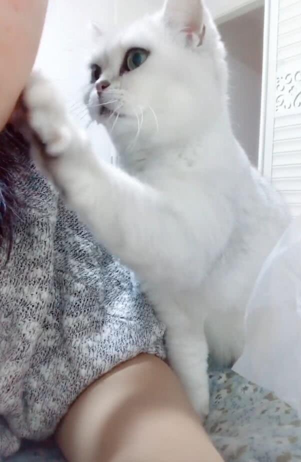 猫咪撒娇求抱抱,使用萌计,少女心一下子就沦陷了!