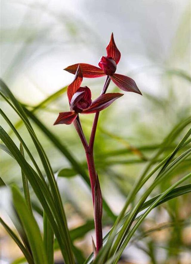 中国兰花的发展历史|兰蕙同心录|兰花|兰蕙_新浪新闻