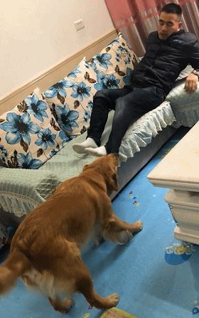 金毛狗狗跟主人抢沙发,狗狗的做法真是绝,搞怪一幕