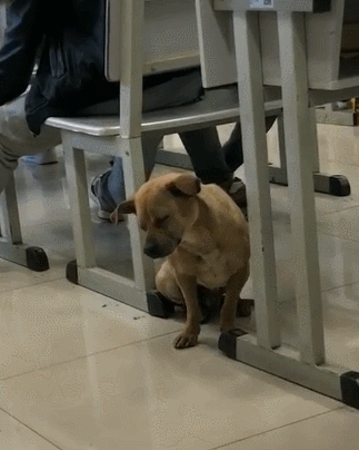 老师上课真厉害,都能把狗弄瞌睡,网友:这就是传说中的困成狗