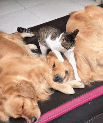 喵星人不停地骚扰金毛,金毛的回击太解气了!