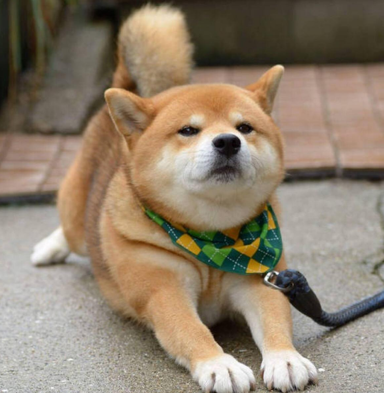 柴犬喜欢自作主张,性格很固执,有时候会不听指令,甚至故意和主人作对