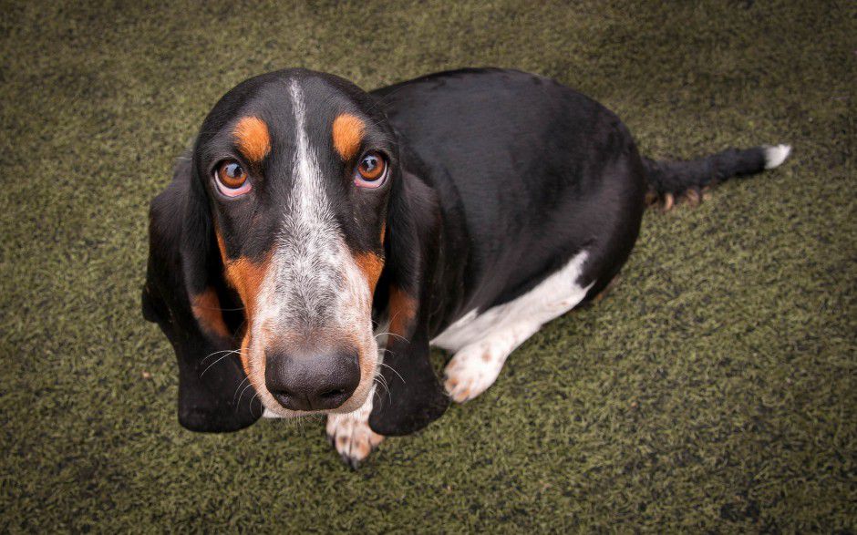 巴吉度犬又名为巴吉度猎犬或者法国短脚猎犬,它的身高为25到45厘米