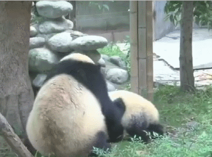 面对淘气的熊猫宝宝,当妈的上去就是过肩摔,珍贵不是没有道理的