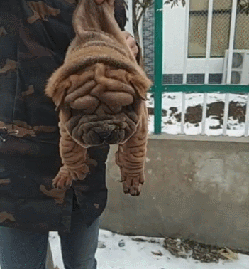 女孩看见谁家晒的毛毯掉了,正想捡起来,女孩笑喷!