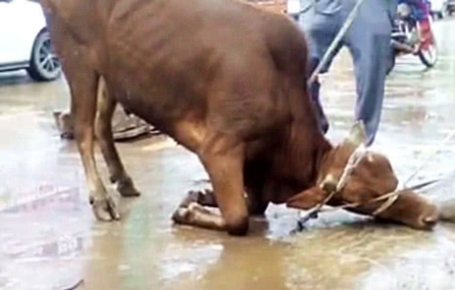 男子用鞭子抽打老牛,老牛的一动作惊呆路人,知道原因主人羞愧