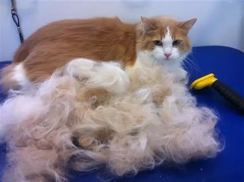 铲屎官们欲哭无泪:猫咪为什么一到春天就狂掉毛?