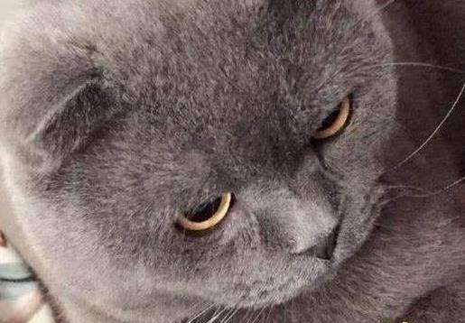 主人强行给蓝猫洗澡, 蓝猫洗完后闷闷不乐, 表情把主人吓哭