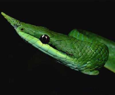 这种蛇非常奇葩,最喜欢的食物竟然是卵,引起人类强烈的饲养欲