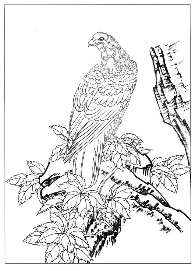 工笔画素材鹰白描图收藏慢慢临摹